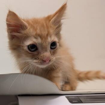 Pilsner -  Domestic Medium Hair Cat for Adoption in Coos Bay, Oregon - Pilsner | PetCurious