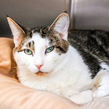 Rescue Domestic Short Hair Cats for Adoption in Wilmington, Delaware - Hannibal (bonded With Lydia) | PetCurious