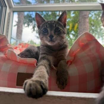 Thumper -  Domestic Short Hair Cat for Adoption in Wilmington, North Carolina - Thumper | PetCurious