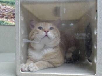 Domestic Short Hair Cats Available for Adoption - A549202 | PetCurious