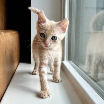 No-pressure 15 -  Domestic Short Hair Cat for Adoption in Austin, Texas - No-pressure 15 | PetCurious