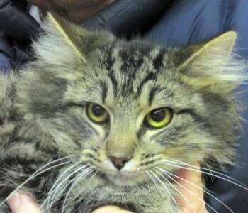 Maine Coon and Domestic Long Hair Cats Available for Adoption - Miranda | PetCurious