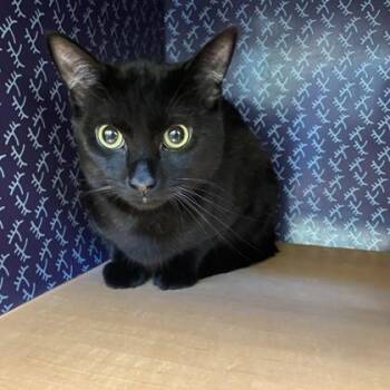 Crow -  Domestic Short Hair Cat for Adoption in Richmond, Virginia - Crow | PetCurious