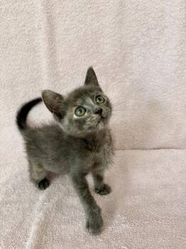 Ume. -  Domestic Short Hair Cat for Adoption in Pacifica, California - Ume. | PetCurious