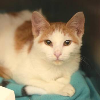 Fanta (Petsmart Belleville) -  Domestic Short Hair Cat for Adoption in Belleville, Illinois - Fanta (Petsmart Belleville) | PetCurious