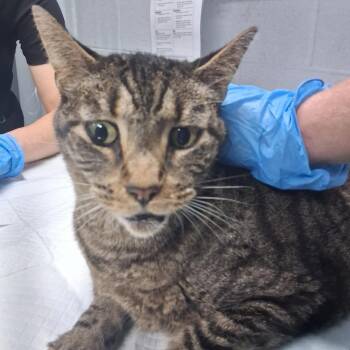 Sarmiento -  Domestic Short Hair Cat for Adoption in Summerville, South Carolina - Sarmiento | PetCurious