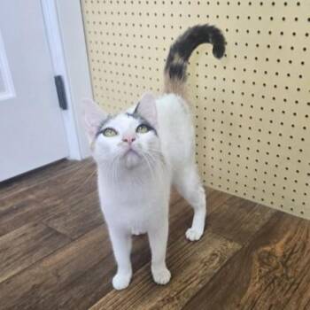 Chaos -  Domestic Short Hair Cat for Adoption in Phoenixville, Pennsylvania - Chaos | PetCurious