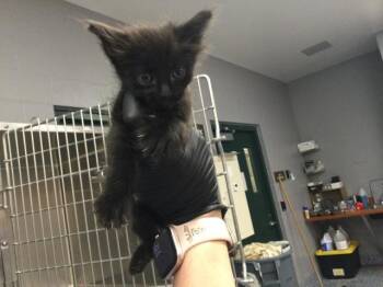 LINC -  Domestic Short Hair Cat for Adoption in Thousand Palms, California - LINC | PetCurious