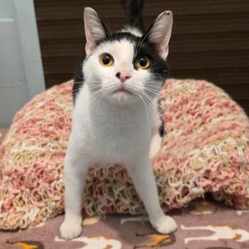 Domestic Short Hair Cats Available for Adoption in Smithtown, New York - Sinatra | PetCurious