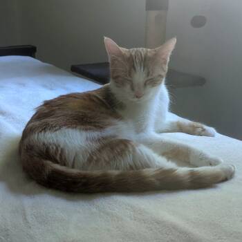 Rescue Domestic Short Hair Cats for Adoption in Minnetonka, Minnesota - Sherbert C65699 | PetCurious