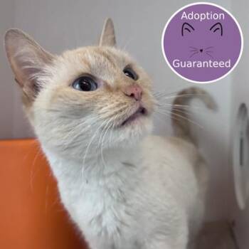 Alley -  Siamese and Domestic Short Hair Cat Available for Adoption in Janesville, Wisconsin - Alley | PetCurious