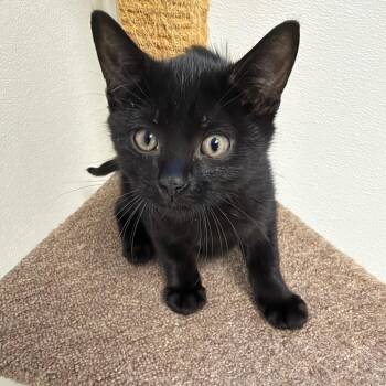 Legend -  Domestic Short Hair Cat for Adoption in Milford, Iowa - Legend | PetCurious