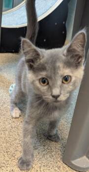 Plath -  Domestic Short Hair Cat Available for Adoption in Cape Coral, Florida - Plath | PetCurious