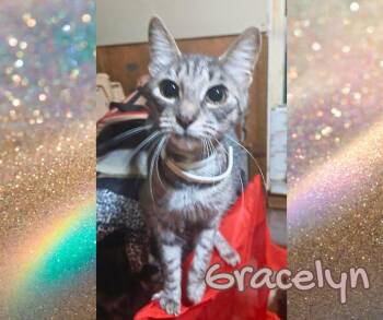 Rescue Tabby Cats for Adoption in Orange City, Florida - Gracelyn | PetCurious