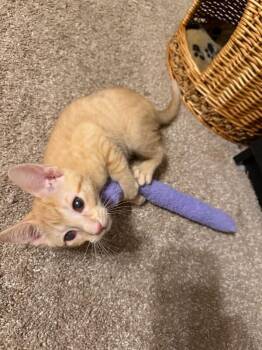 Helios -  Domestic Short Hair Cat for Adoption in Fort Collins, Colorado - Helios | PetCurious