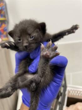 VIOLET -  Domestic Short Hair Cat for Adoption in Palmetto, Florida - VIOLET | PetCurious