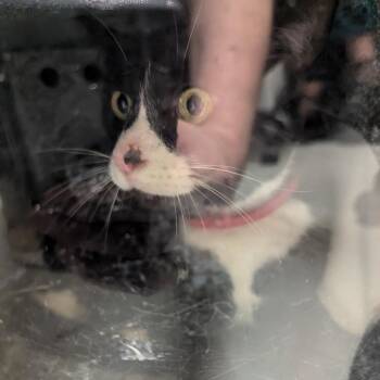Columbo -  Domestic Short Hair Cat for Adoption in Charlottesville, Virginia - Columbo | PetCurious