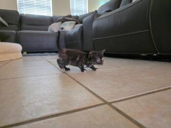 Domestic Medium Hair Cats Available for Adoption in Rockport, Texas - Abilene | PetCurious