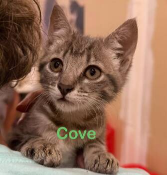 Domestic Short Hair Cats Available for Adoption in New Bern, North Carolina - COVE Kitten (m) | PetCurious