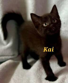 Kai -  Domestic Short Hair Cat for Adoption in New Cumberland, West Virginia - Kai | PetCurious