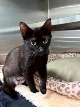 Rescue Domestic Short Hair Cats for Adoption in Hilton Head Island, South Carolina - Sandy | PetCurious