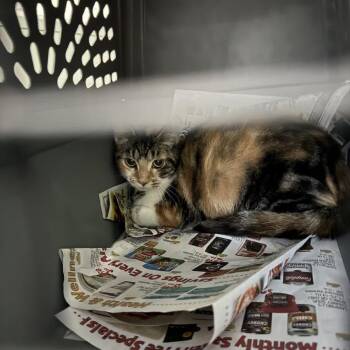 Domestic Short Hair Cats Available for Adoption in Columbus, North Carolina - Jeanine | PetCurious