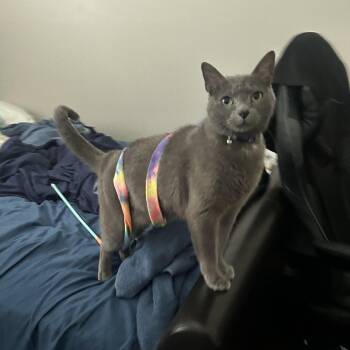 Asteroid (Ash) -  Domestic Short Hair Cat for Adoption in Nashville, Tennessee - Asteroid (Ash) | PetCurious