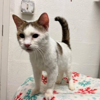 Domestic Short Hair Cats Available for Adoption - Lionel | PetCurious