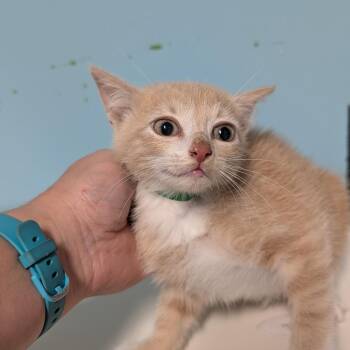 Domestic Medium Hair Cats Available for Adoption in Jefferson City, Tennessee - CAJC-Stray-173743 | PetCurious