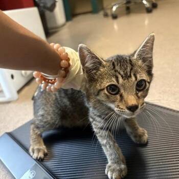 Sunfyre -  Domestic Short Hair Cat for Adoption in Pasadena, California - Sunfyre | PetCurious