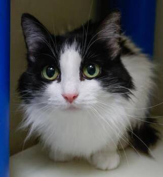 Domestic Long Hair and Domestic Short Hair Cats Available for Adoption - Cleopatra | PetCurious