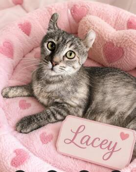 Lacy. GF -  American Curl Cat for Adoption in Los Angeles, California - Lacy. GF | PetCurious