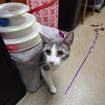 Domestic Short Hair Cats Available for Adoption in Buffalo, New York - Ashley | PetCurious