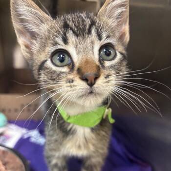 Domestic Short Hair Cats Available for Adoption in Newark, New Jersey - Shane | PetCurious