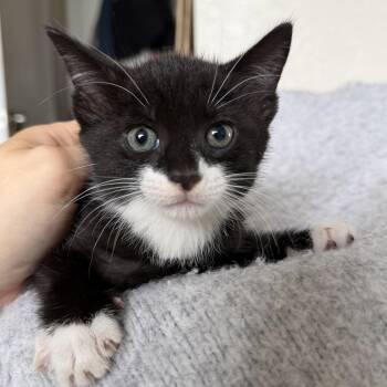 Gonzo -  Domestic Short Hair Cat Available for Adoption in Jacksonville, Florida - Gonzo | PetCurious