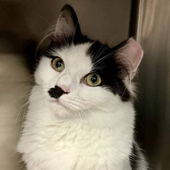 Domestic Long Hair Cats Available for Adoption in Exeter, Rhode Island - Gillian | PetCurious