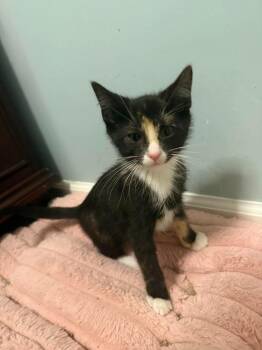 Willow -  Domestic Short Hair Cat for Adoption in Chicago, Illinois - Willow | PetCurious