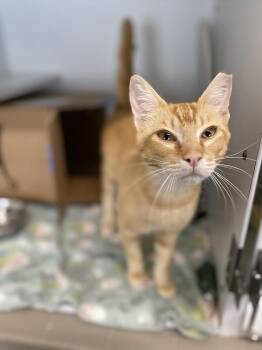 Dino -  Domestic Short Hair Cat for Adoption in Truckee, California - Dino | PetCurious