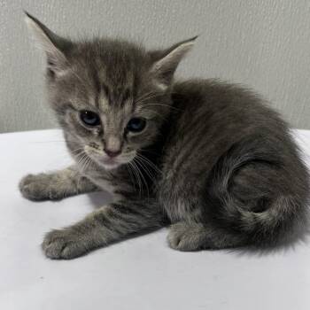 Wendy -  Domestic Short Hair Cat for Adoption in Tampa, Florida - Wendy | PetCurious