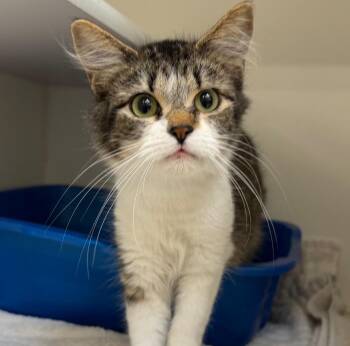 Domestic Medium Hair Cats Available for Adoption in Columbia, Illinois - Calypso | PetCurious