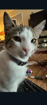 Apollo -  Domestic Short Hair Cat for Adoption in Jacksonville, Florida - Apollo | PetCurious