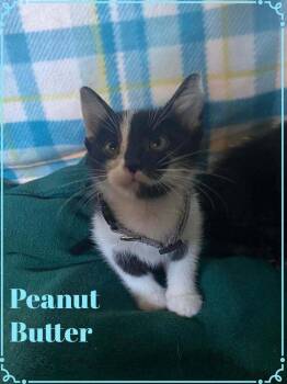 Peanut Butter -  Domestic Short Hair Cat for Adoption in Shawnee, Oklahoma - Peanut Butter | PetCurious