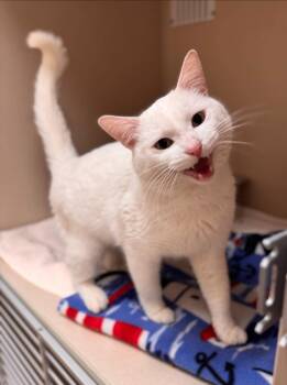 Domestic Short Hair Cats Available for Adoption - Milkshake | PetCurious