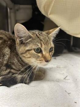 Nassau -  Domestic Short Hair Cat for Adoption in Montreal, Quebec - Nassau | PetCurious