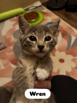 Domestic Short Hair Cats Available for Adoption - Wren (West A) | PetCurious