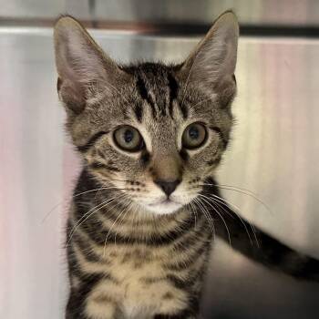 Esme Egbert and Estelle -  Domestic Short Hair Cat for Adoption in Clifton, New Jersey - Esme Egbert And Estelle | PetCurious