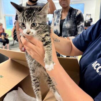 Haku -  Domestic Short Hair Cat for Adoption in Philadelphia, Pennsylvania - Haku | PetCurious