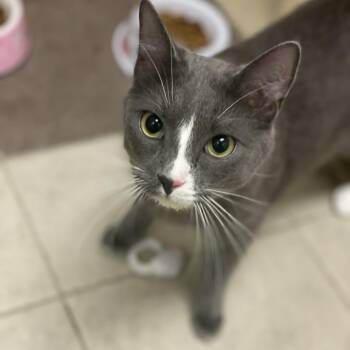 Rescue Domestic Medium Hair Cats for Adoption in Columbus, Georgia - 11/15/2025-Owned-GinnyAvenue"Toto 1015" | PetCurious