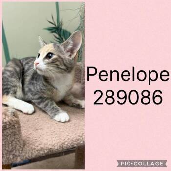 PENELOPE -  Domestic Short Hair Cat for Adoption in Macon, Georgia - PENELOPE | PetCurious