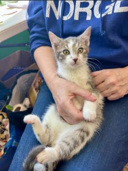 Domestic Short Hair Cats Available for Adoption - Heathcliff | PetCurious